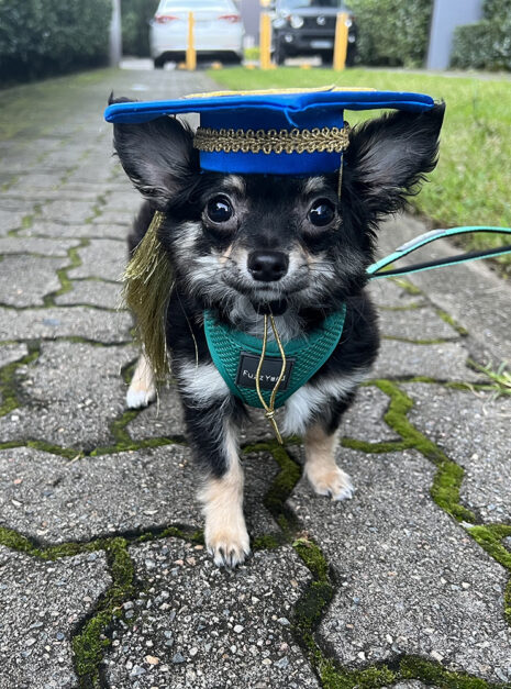 Graduation pup_Chihuahua-Maxwell