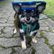Graduation pup_Chihuahua-Maxwell