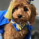 Graduation pup_Oodle