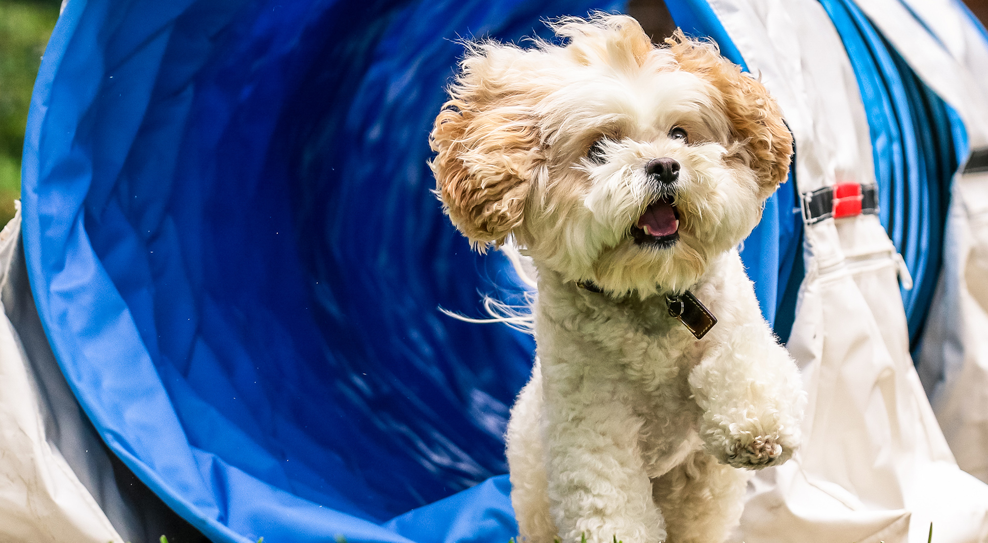 Image of Chu the Shih Tzu enjoying agility running out of a tunnel